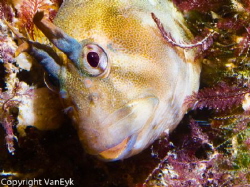 Blenny returning to its favorite hideout under the pier. by Bill Van Eyk 